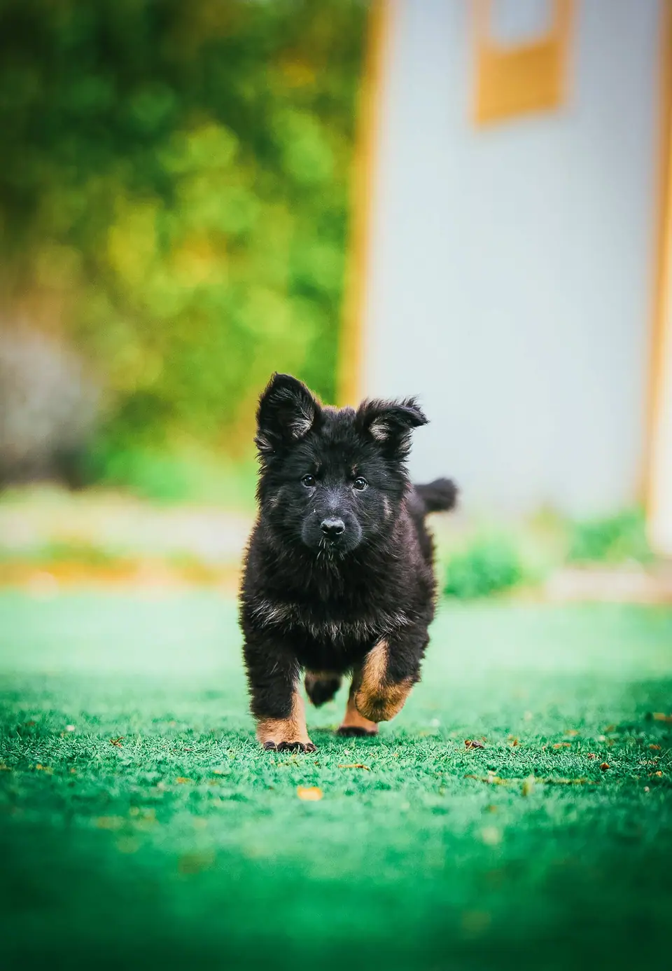 Working line German Shepherd puppy