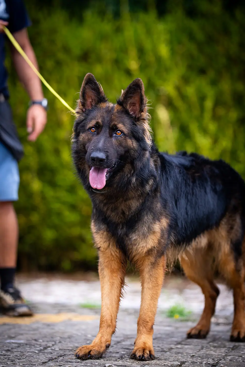 Elbow Dysplasia in Working Line German Shepherds