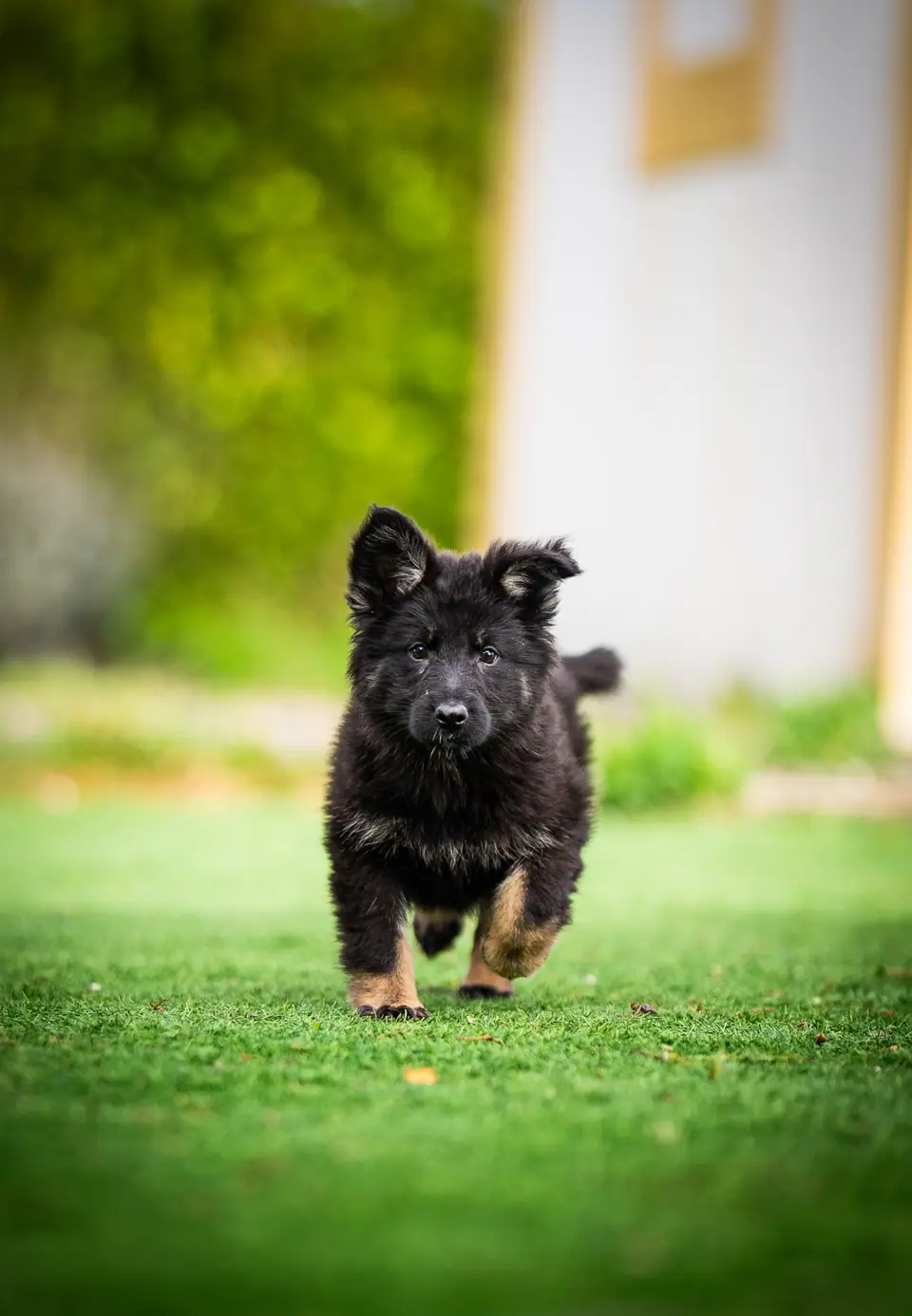 When Does a Working Line German Shepherd Stop Growing?