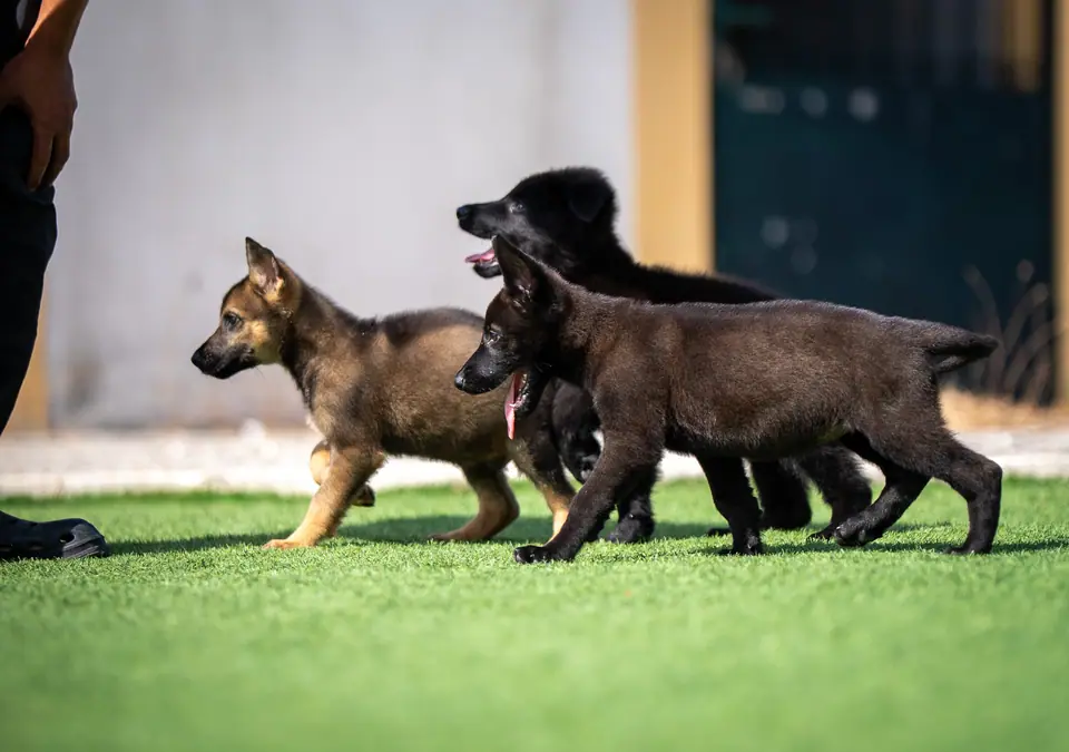 Best Food for Working Line German Shepherd Puppies