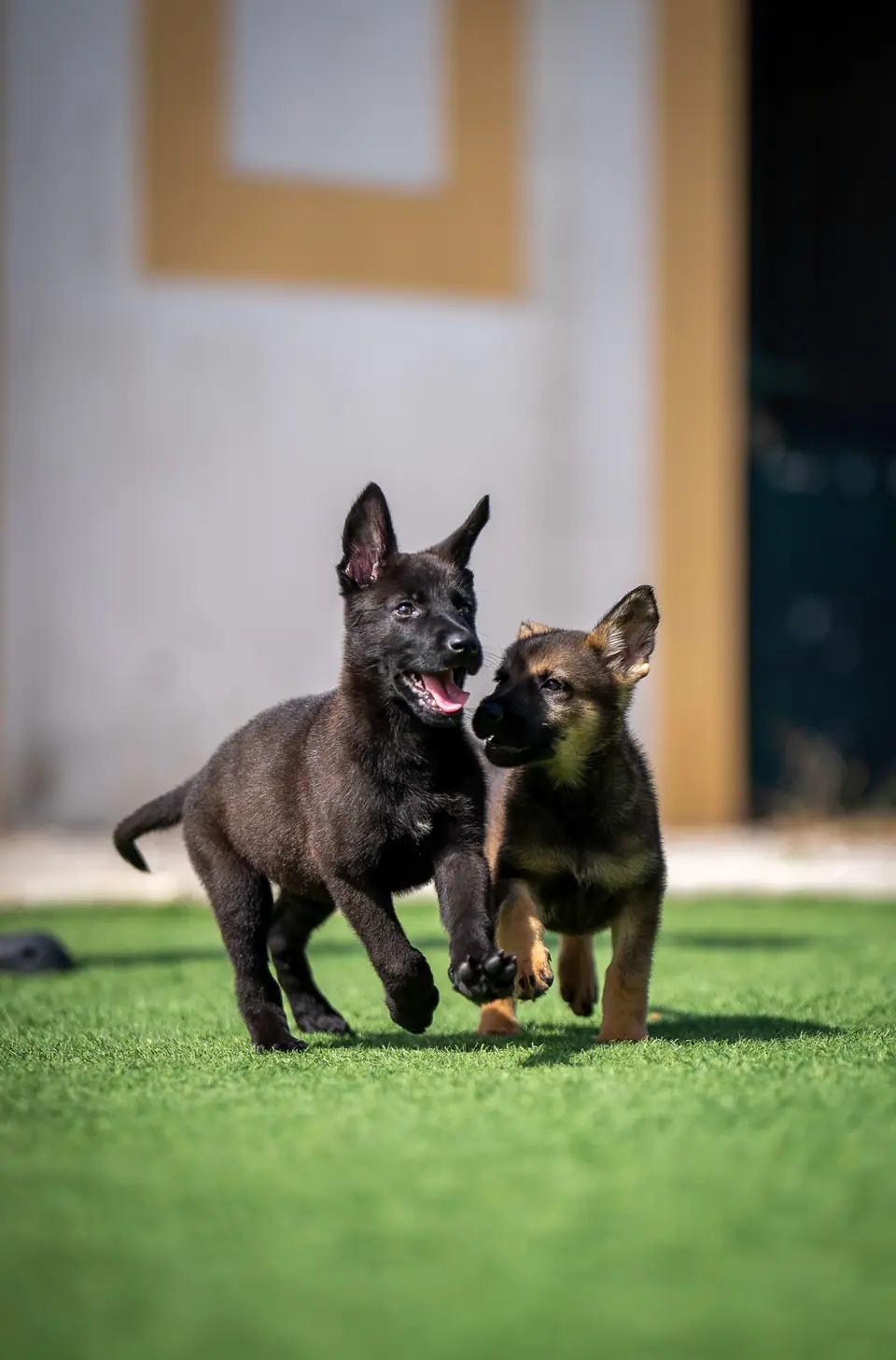 Are Working Line German Shepherds Good With Children?
