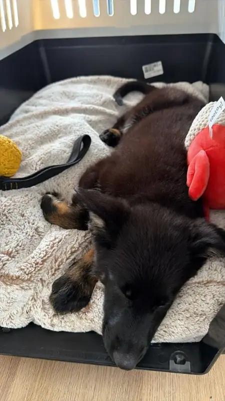 A Von TyrWald puppy asleep in its travel crate