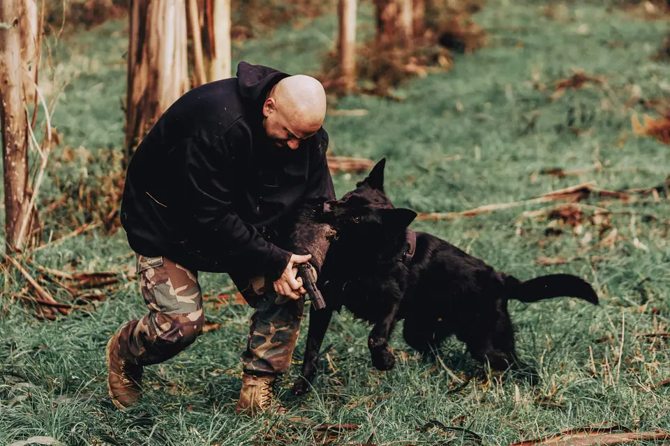 What Is a Working Line German Shepherd?