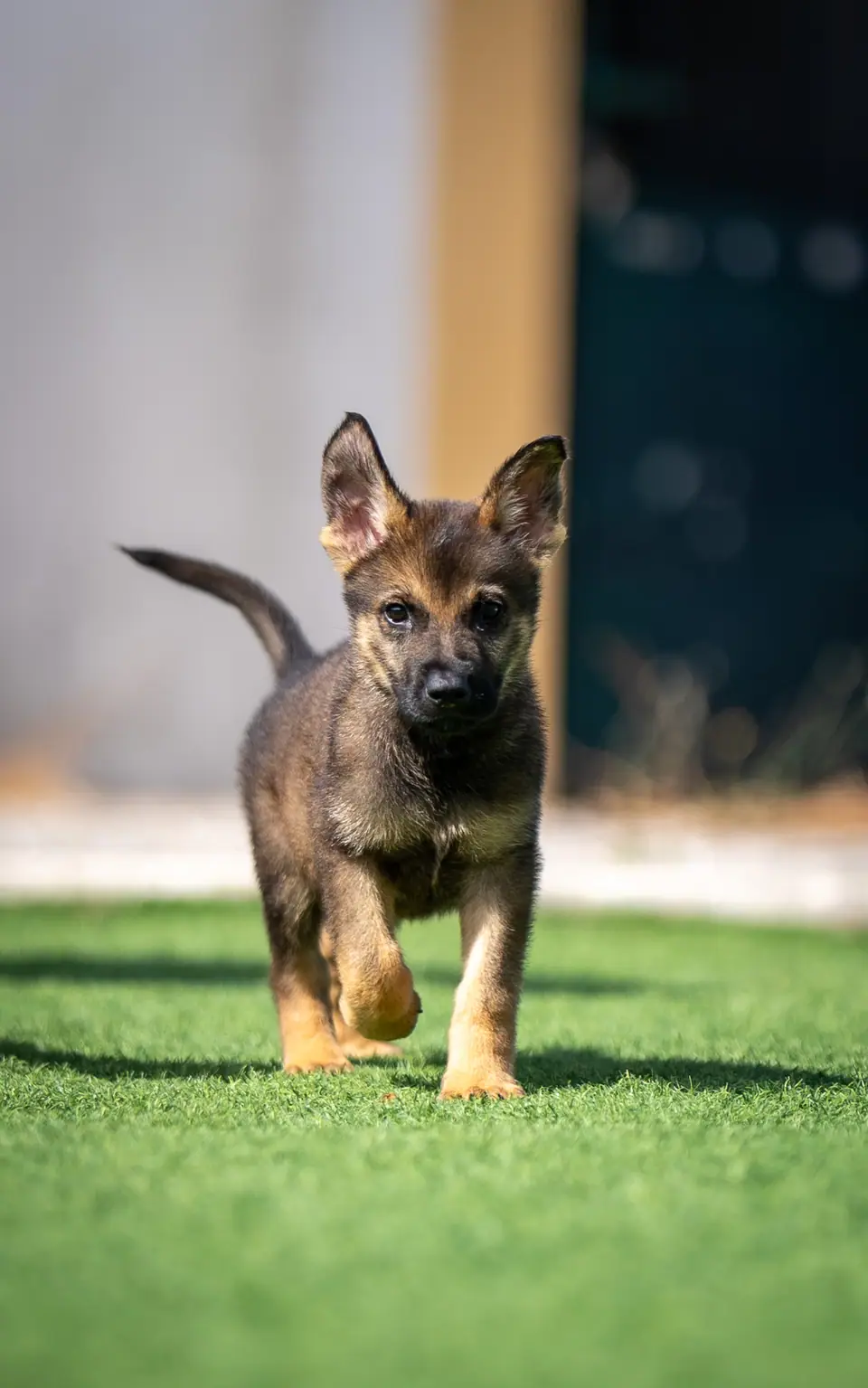 Working Line German Shepherd Feeding Schedule