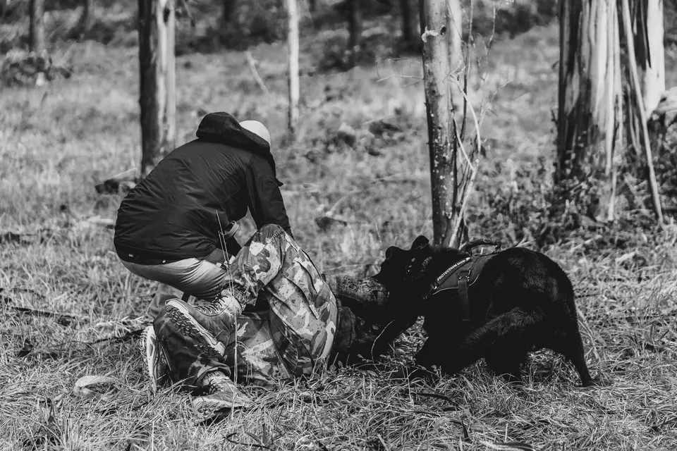 Are Working Line German Shepherds Good Family Dogs?