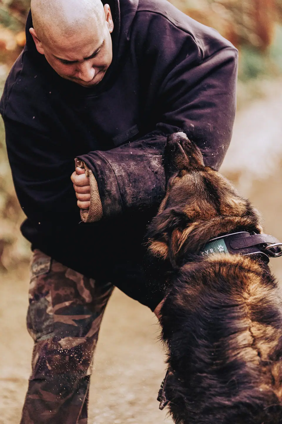 German Shepherd biting a protection sleeve during training