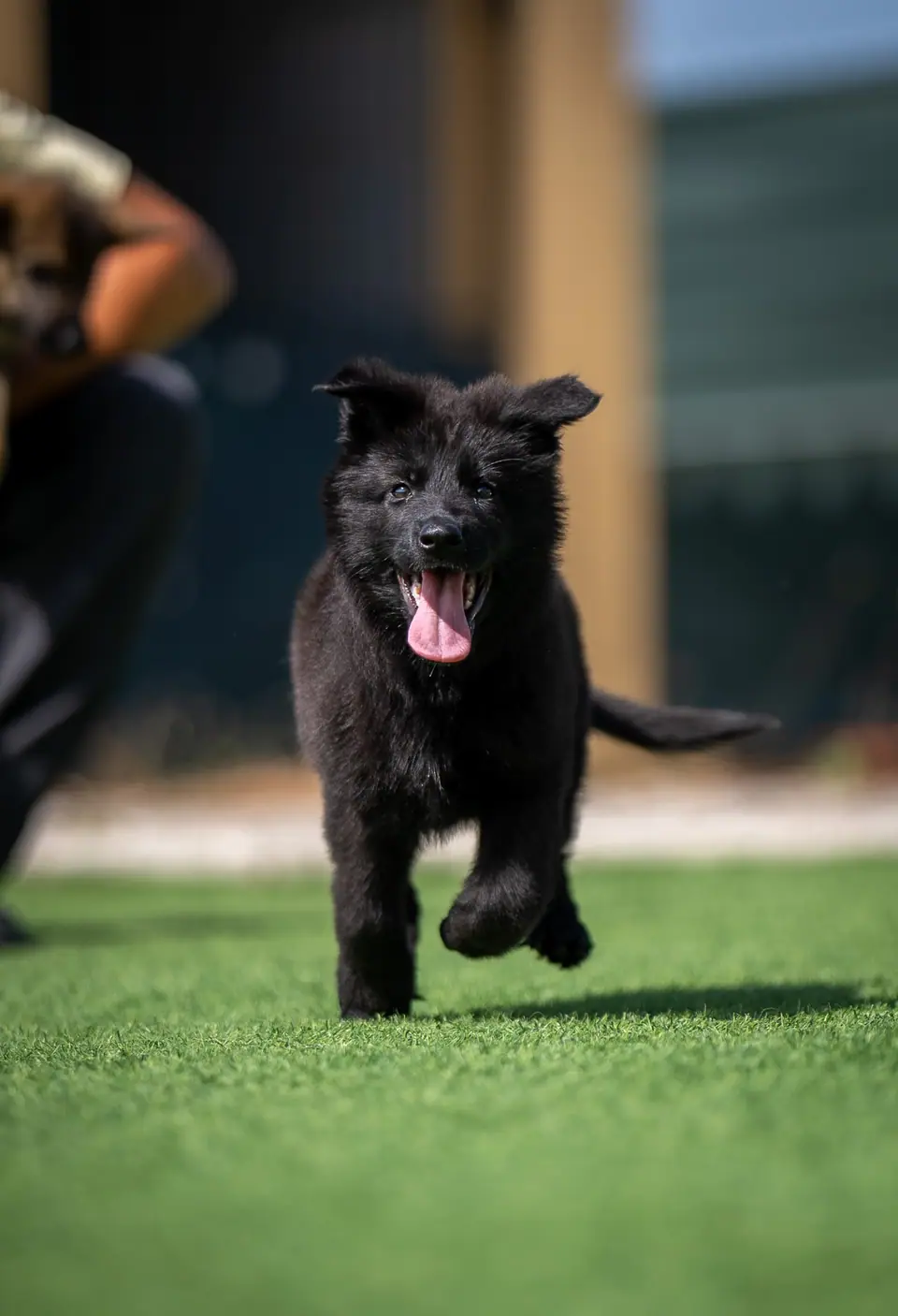 Working LIne GSD black puppy