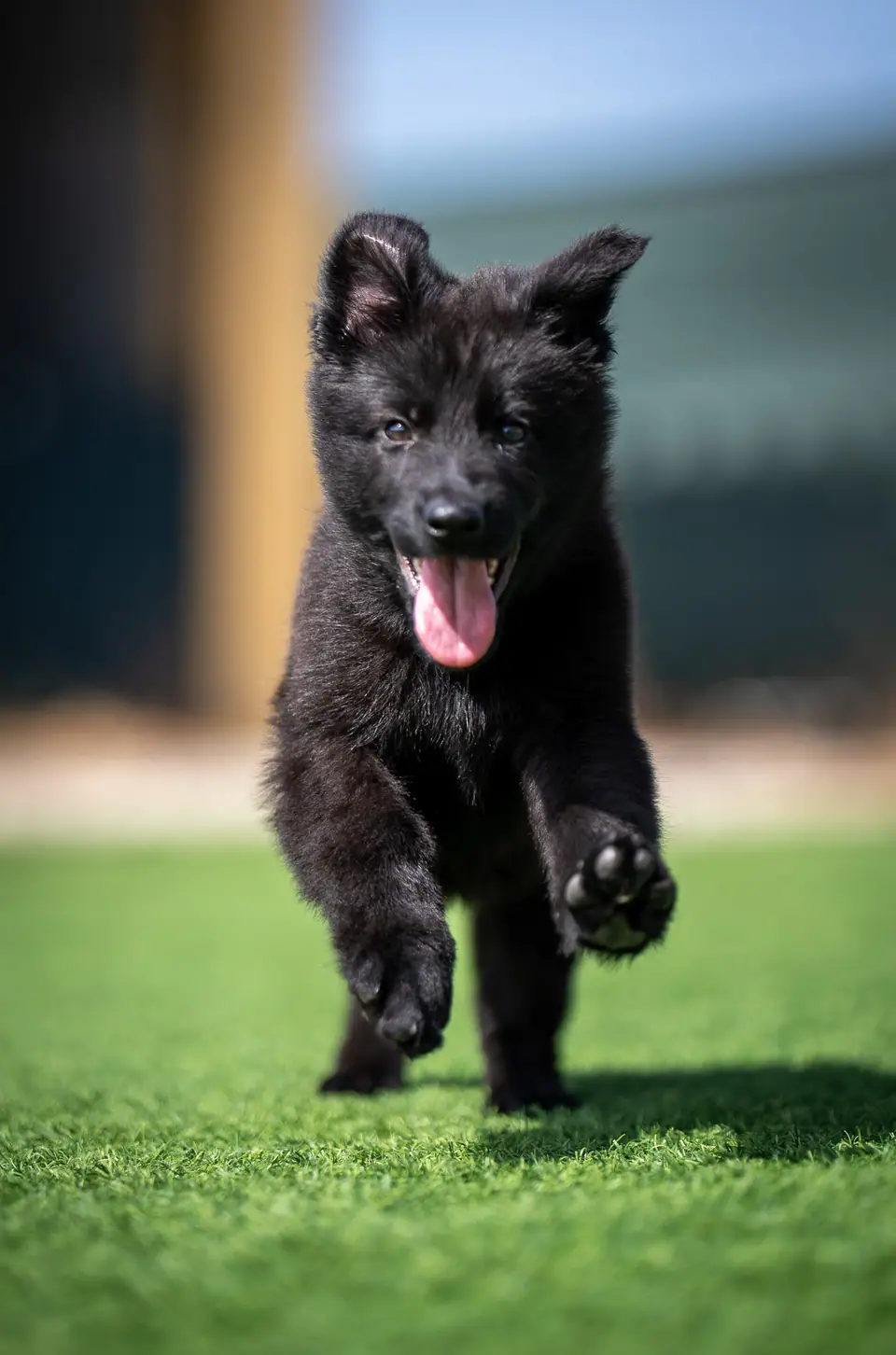 Working line German Shepherd puppy running
