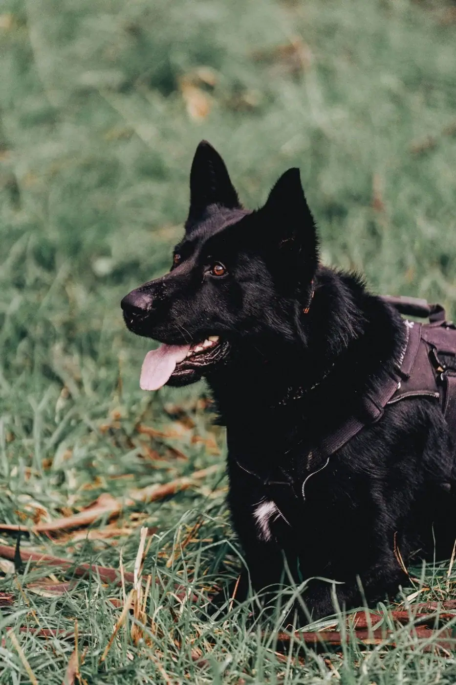 Atilla S. Gonçalo, black working line German Shepherd, sire of the upcoming Von TyrWald litter
