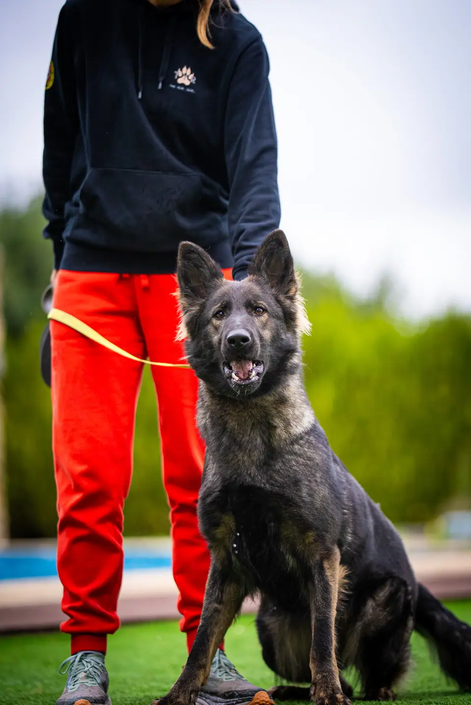 Fly S. Gonçalo, dam of the Atilla x Fly litter