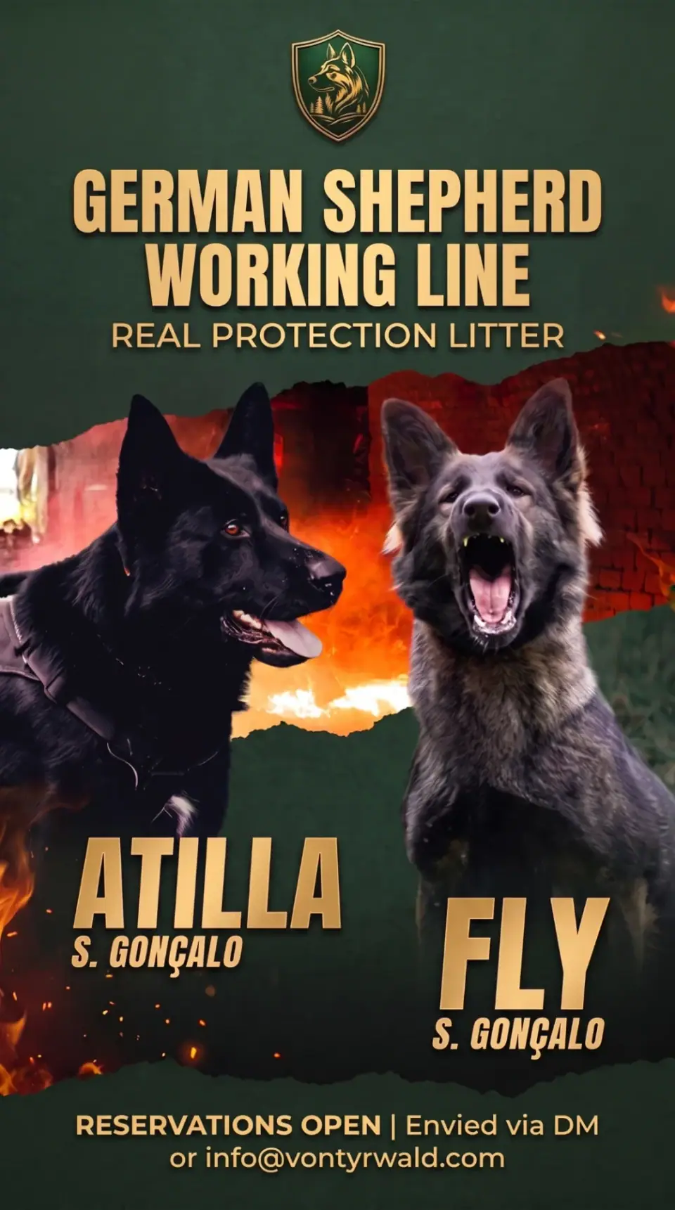 Upcoming working line German Shepherd litter: Atilla S. Gonçalo x Fly S. Gonçalo
