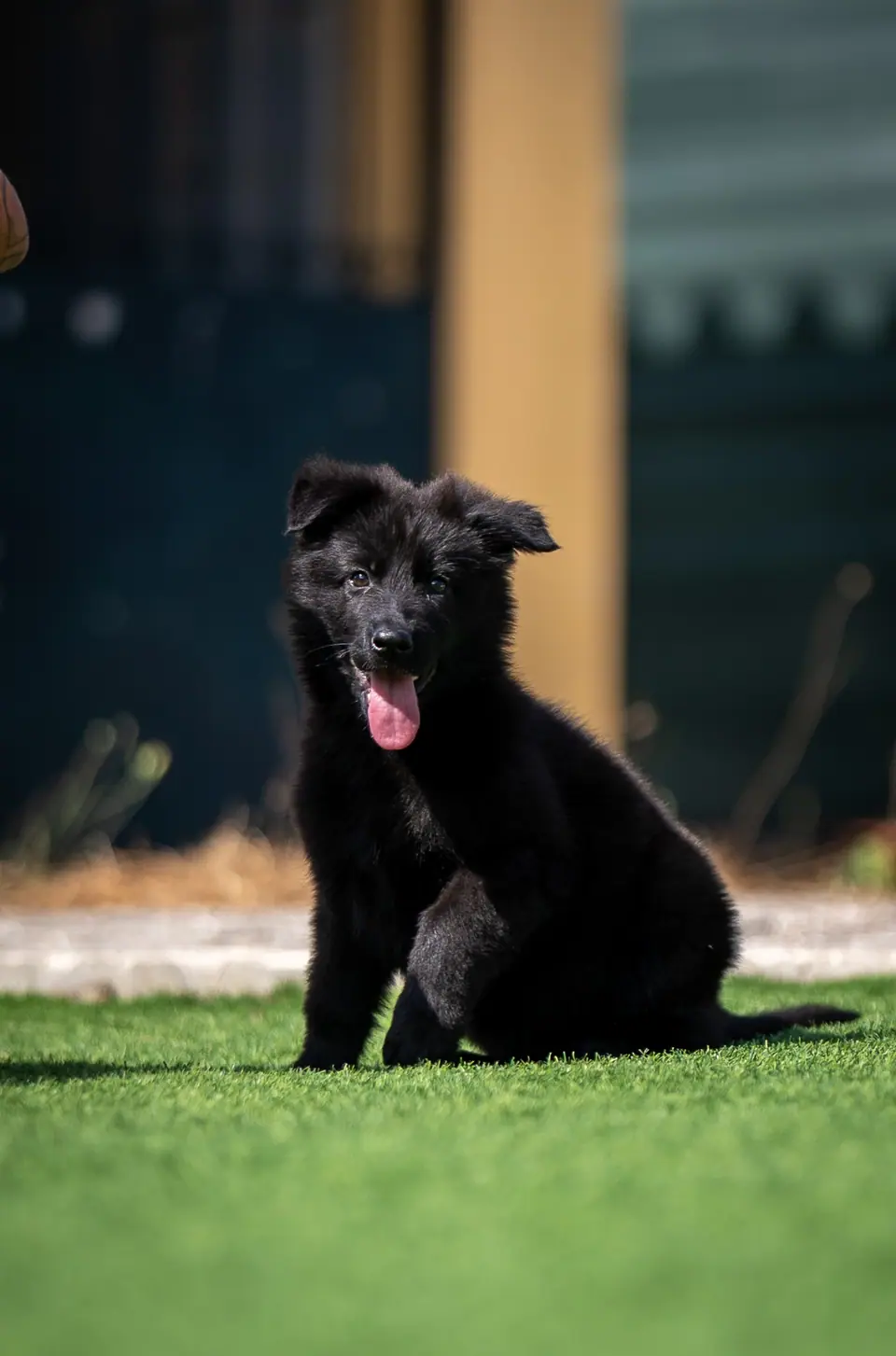 Black working line German Shepherd puppy at Von TyrWald